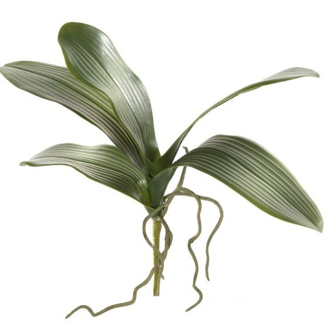 Follaje de Orquidea
