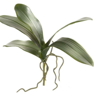 Follaje de Orquidea