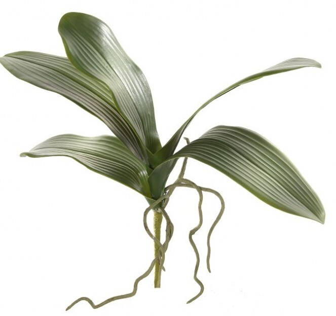 Follaje de Orquidea