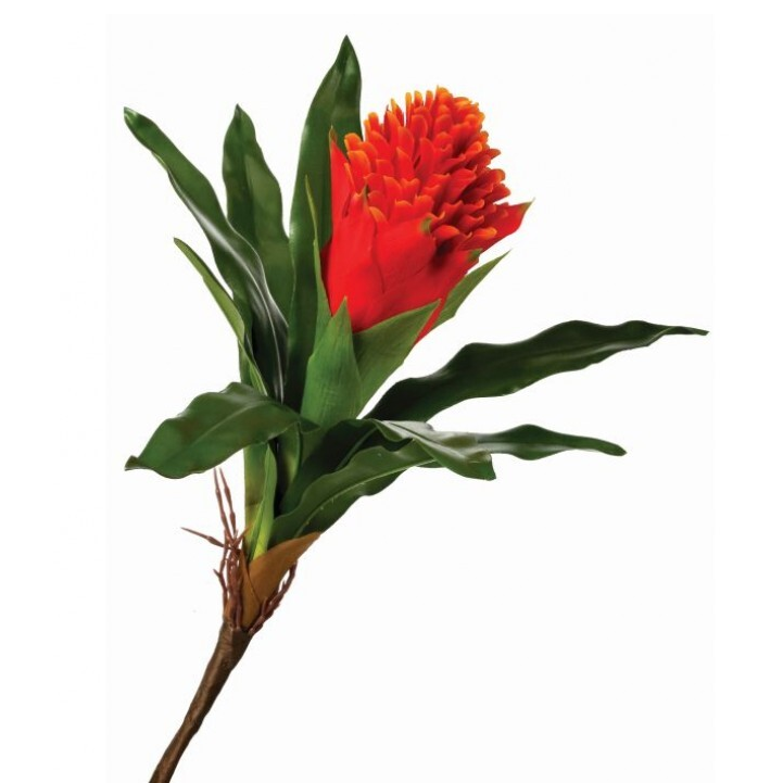 Bromelia Antorcha