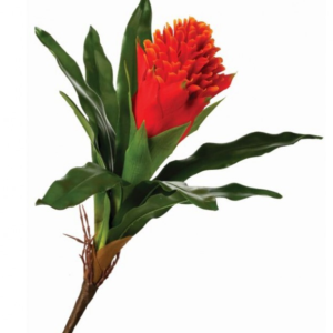 Bromelia Antorcha