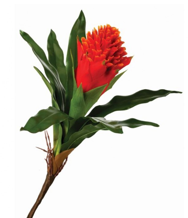Bromelia Antorcha
