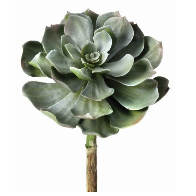 Suculenta Mediana