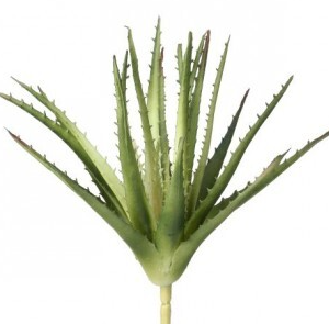 Planta de Aloe Vera