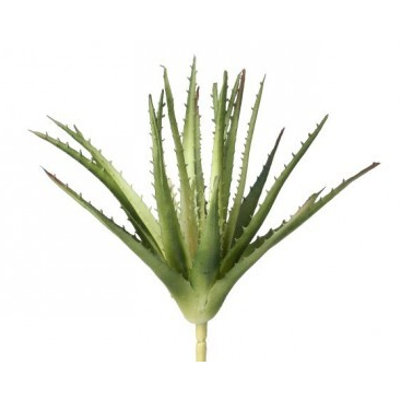 Planta de Aloe Vera