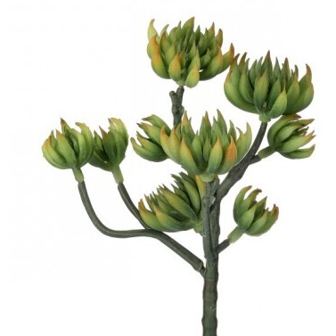 Suculenta Ramificada