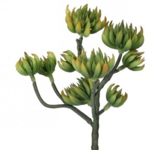 Suculenta Ramificada