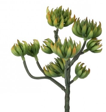 Suculenta Ramificada
