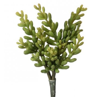 Suculenta Cola de Burro