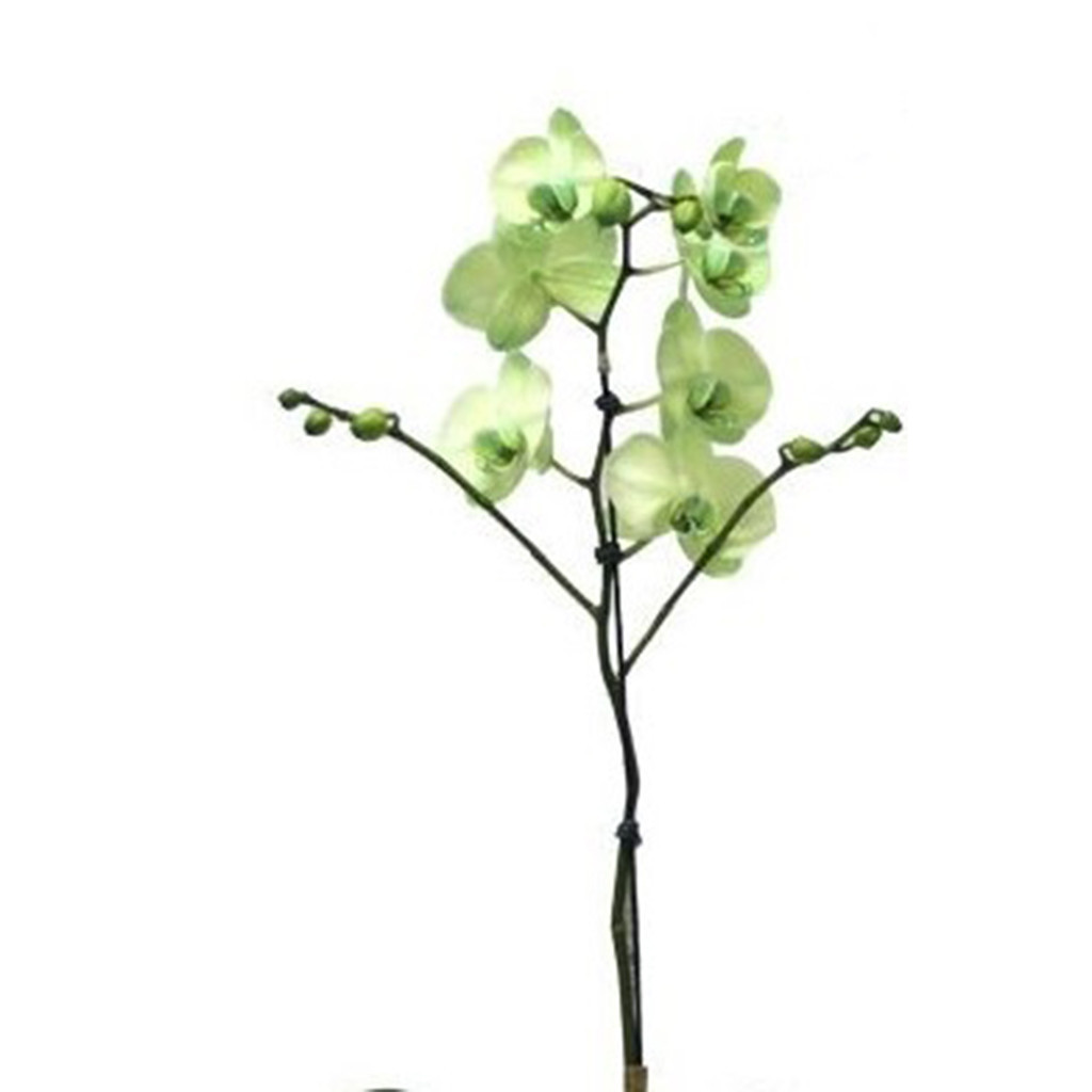 Orquidea phalaenopsis x 10 color verde 100 cm