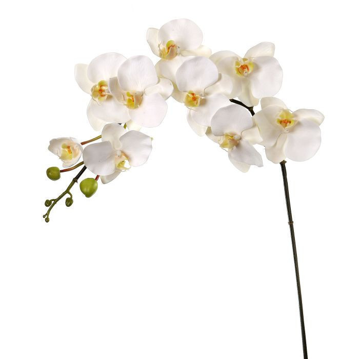 Orquidea blanca Orquidea blanca