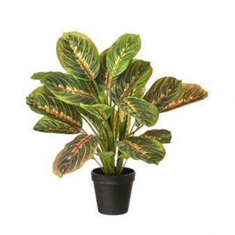 Planta hoja de pavo real en maceta negra 17″
