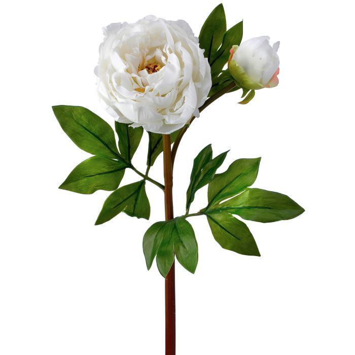 Peonia blanca con capullo 25″