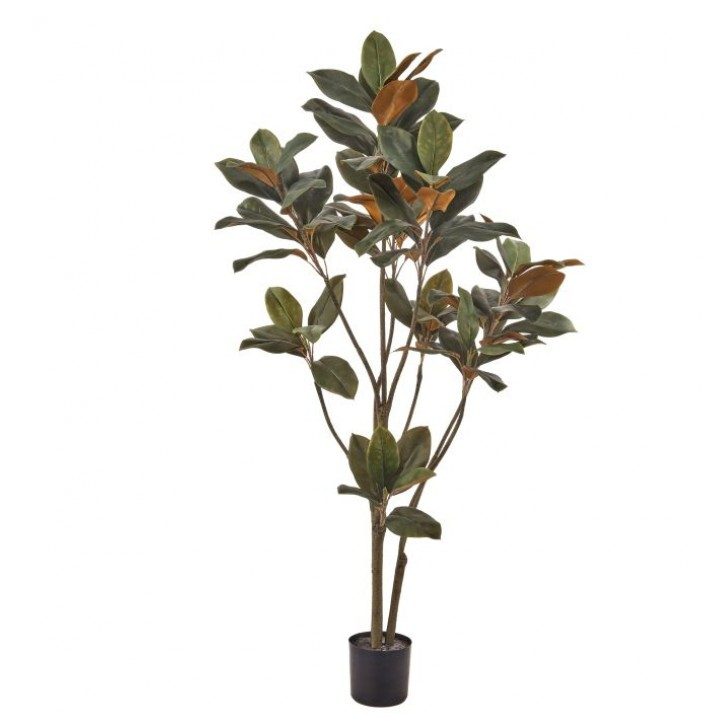 Planta hoja de magnolia