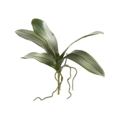 Follaje de Orquidea