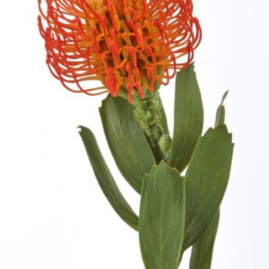 Flor de Alfiler