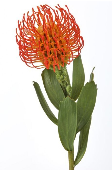 Flor de Alfiler