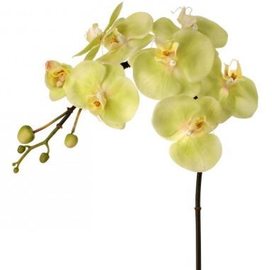 Vara Floral