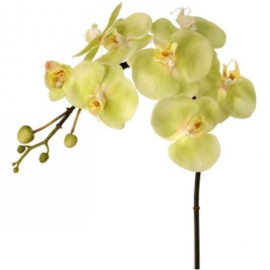 Vara Floral