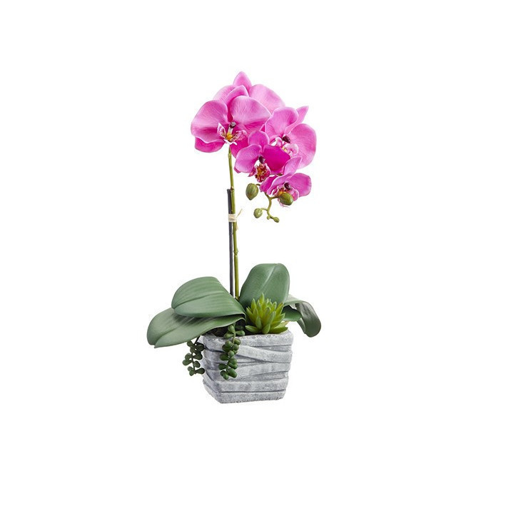 Arreglo de orquidea fucsia con suculenta 16″