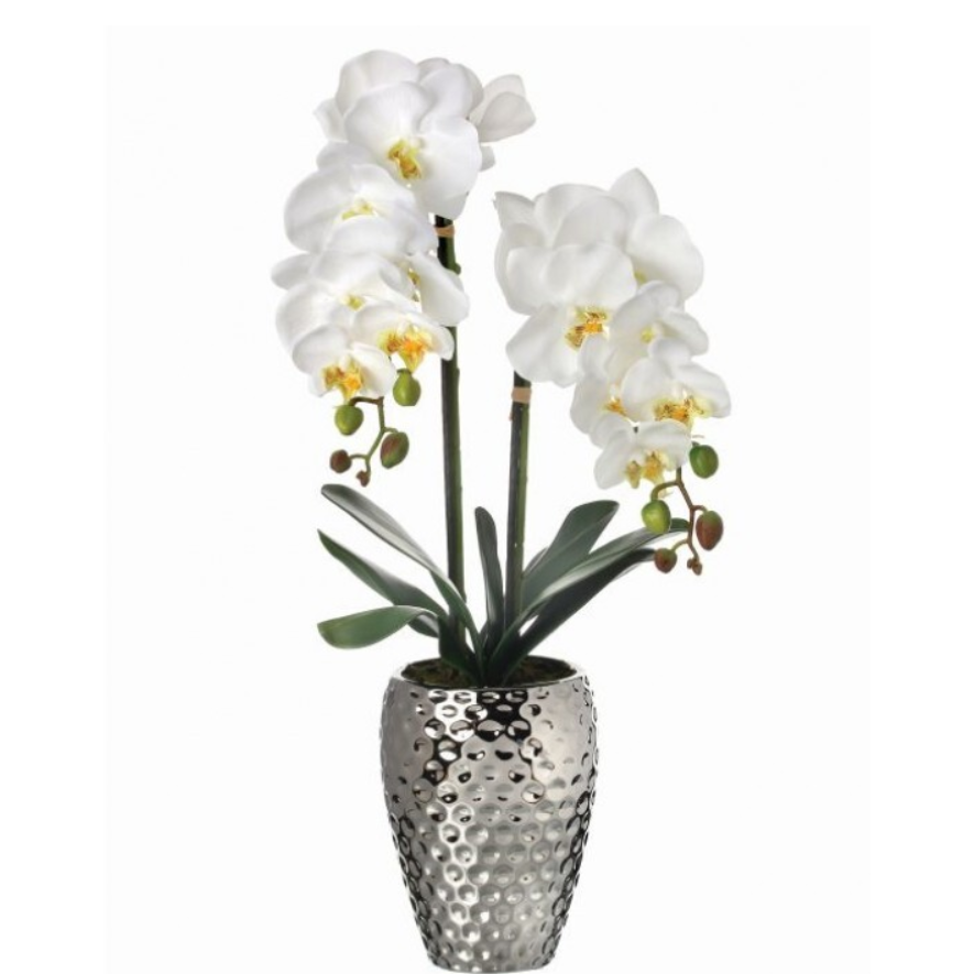 Orquidea Phaleanopsis en Maceta Plateada