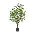 Planta de eucalipto en maceta color negro 4"
