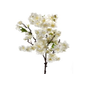 Flor de cerezo dulce 18 color crema