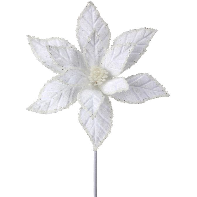 Flor de Pascua Aterciopelada, Blanca